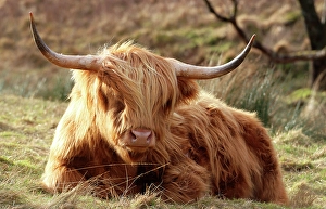 Large Prints: Highland Cow, Glencoe, Highland, Scotland, United Kingdom