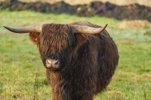 Horn Prints: Highland cow in a meadow looking at the camera