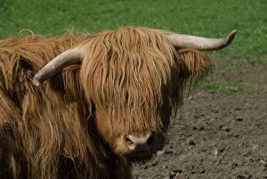 Images Dated 12th May 2009: Highland cow, Scotland, United Kingdom, Europe
