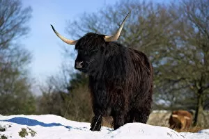 Images Dated 27th January 2000: Highland cow in snow, conservation grazing on Arnside Knott, Cumbria, England
