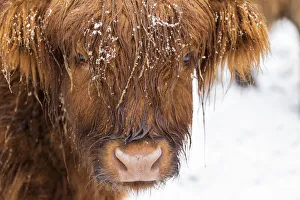 Portrait Prints: Highland cow under the snow, Valtellina, Lombardy, Italy, Europe