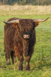 Animal Breeds Prints: Highland cow standing in a meadow outside