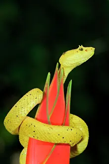 Coil Prints: Highland Eyelash pit viper (Bothriechis schlegelii) rolled up around a flower, Costa Rica