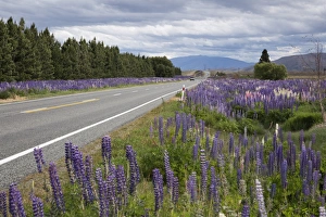Passing Prints: Highway 8 passing through field of Lupins