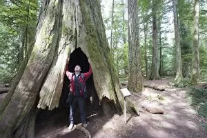 A hiker in a hollow tree trunk, Cathedral Grove, MacMillan Provincial Park