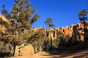 Hoodoos Prints: Hiker on Navajo Loop Trail with hoodoos and pine trees lit by early morning sun in winter