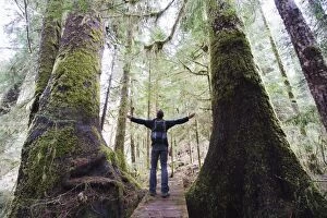 A hiker in the old growth forest at Carmanah Walbran Provincial Park, Vancouver Island