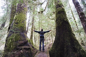 A hiker in the old growth forest at Carmanah Walbran Provincial Park, Vancouver Island A hiker in the old growth forest at Carmanah Walbran Provincial Park, Vancouver Island