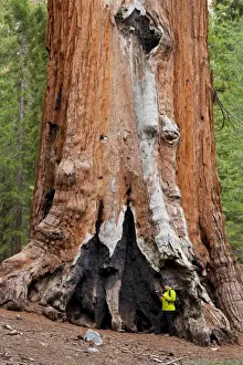 Large Prints: Hiker resting by the Faithful Couple, Giant Sequoia trees (Sequoiadendron giganteum)