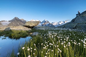 Contemplation Gallery: Hiker on rocks admires the blooming of cotton grass, Fuorcla, Surlej, St. Moritz