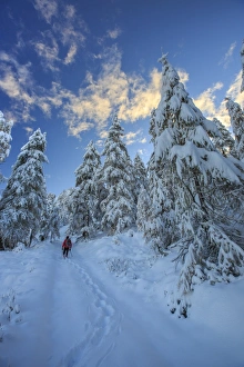 Footprint Prints: Hiker on snowshoes ventures in snowy woods, Casera Lake, Livrio Valley, Orobie Alps