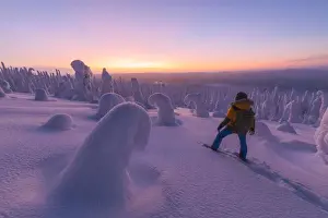 Winter Scene Prints: Hiker in the snowy forest at dusk, Riisitunturi National Park, Posio, Lapland, Finland
