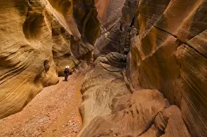 Hiker walking down the stream between eroded entrada sandstone slot canyon walls at Willis creek