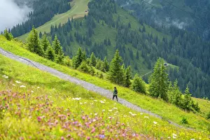 Fitness Prints: Hiker walking along trail in pine forest at Schmittenhohebahn top station on sunny day in Zell am See