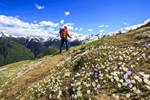 Crocus Prints: Hiker walking along a trail surrounded by spring flowers near Cima della Rosetta in the Orobie Alps