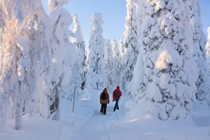 Winter Scene Prints: Hikers on path in the snowy woods, Riisitunturi National Park, Posio, Lapland, Finland