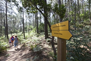 Wooden Post Gallery: Hikers in the woods of the Nature Park of the L Ospedale mountain, Piscia Di Gallo