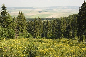 Conifer Prints: Hiking area