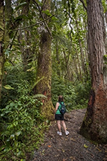 55 59 Years Prints: Hiking Manoa Falls Trail, Honolulu, Oahu, Hawaii, United States of America, Pacific