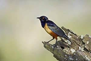 Images Dated 16th February 2007: Hildebrandts starling (Lamprotornis hildebrandti), Serengeti National Park