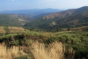 Lozere Prints: Hills near St. Maurice-de-Ventalon, Cevennes National Park, Lozere, Languedoc-Roussillon