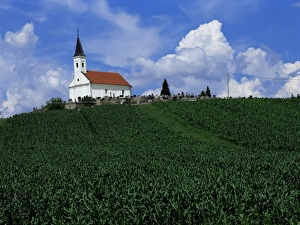 Zadar Prints: Hillside church above cornfield, Zadar region, Croatia, Europe