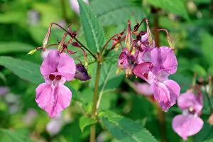Images Dated 30th September 2010: Himalayan balsam (Impatiens glandulifera) flowers and seed pods, Wiltshire, England