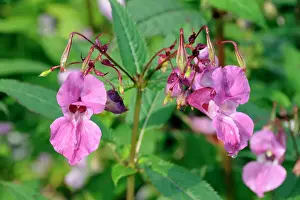 Flowers Prints: Himalayan balsam (Impatiens glandulifera) flowers and seed pods