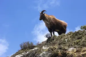 Himalayan blue sheep (Bharal) (Pseudois nayaur nayaur), Tengboche, Sagarmatha National Park, Solukhumbu District, Nepal, Asia