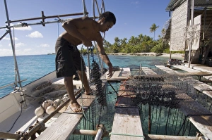 Pearl Prints: Hinano Black Pearl farm
