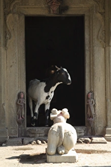 One Animal Only Prints: Hindu shrine complete with goat on the ghats below Ahilya Fort