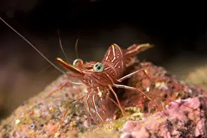 Crustacean Prints: Hinge beak shrimp (Hinge beak prawn) (Rhynchocinetes sp. ) emerges to feed at night