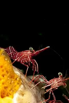 Images Dated 28th May 2008: Hinge beak shrimp (Rhynchocinete durbanensis), Sulawesi, Indonesia, Southeast Asia, Asia