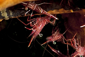 Images Dated 28th May 2008: Hinge beak shrimp (Rhynchocinete durbanensis), Sulawesi, Indonesia, Southeast Asia, Asia
