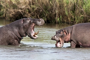 Hippo (Hippopotamus amphibius), fighting, Kruger National park, Mpumalanga