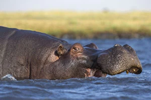 Endangered Species Gallery: Hippo (Hippopotamus amphibius), Chobe National Park, Botswana, Africa