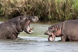 Images Dated 13th March 2010: Hippo (Hippopotamus amphibius), fighting, Kruger National park, Mpumalanga