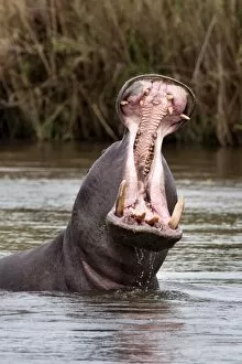 Images Dated 13th March 2010: Hippo (Hippopotamus amphibius), yawning, Kruger National park, Mpumalanga