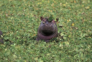 Humor Prints: Hippopatamus in water