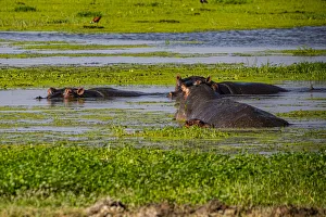 Three Animals Prints: Hippopotamus, Amboseli National Park, Kenya, East Africa, Africa