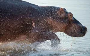 Impact Prints: Hippopotamus Amphibius (Hippo), plentiful in the Luangwa River, Zambia, Africa