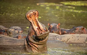 Medium Group Of Animals Prints: Hippopotamus Amphibius (Hippo)