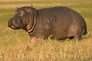 Hippopotamus, Busanga Plains, Kafue National Park, Zambi, Africa