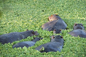 Green Colour Prints: Hippopotamus (Hippopotamus Amphibious), Zambia, Africa