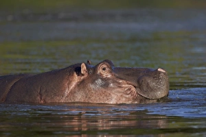 Hippopotamus (Hippopotamus amphibius), Kruger National Park, South Africa, Africa