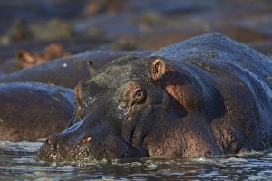 Hippopotamus (Hippopotamus amphibius), Serengeti National Park, Tanzania, East Africa