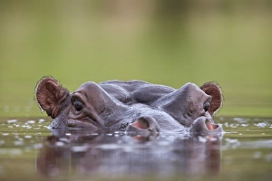 Hippopotamus (Hippopotamus amphibius), Kruger National Park, South Africa, Africa