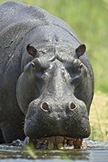 Images Dated 31st January 2000: Hippopotamus (Hippopotamus amphibius) entering the water