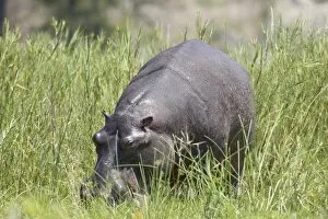 Images Dated 31st October 2006: Hippopotamus (Hippopotamus amphibius) out of the water grazing