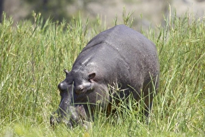 Images Dated 31st October 2006: Hippopotamus (Hippopotamus amphibius) out of the water grazing